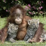 تصاویری از عجایب دنیای حیوانات