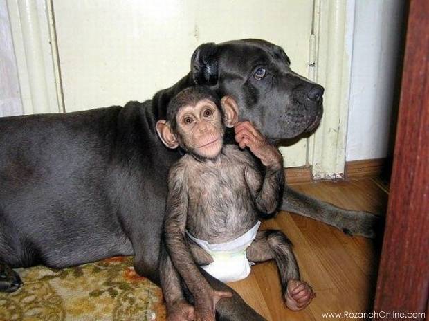 سگ خانگی که از یک میمون نگهداری میکند.
