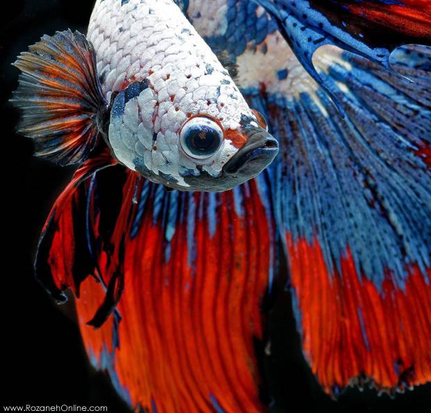 عکسهای پرتره فوق العاده دیدنی از ماهی ها!
