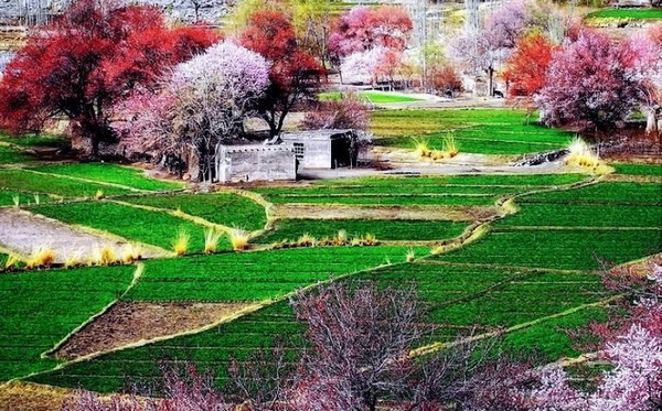 بهار زیبا در فلات پامیر به روایت تصویر