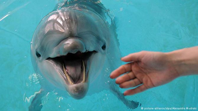 شنا کردن با دلفین نیز از جمله راه‌های رفع افسردگی