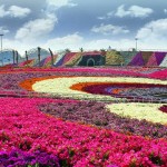 باغ گل میراکل دبی بزرگترین باغ گل جهان