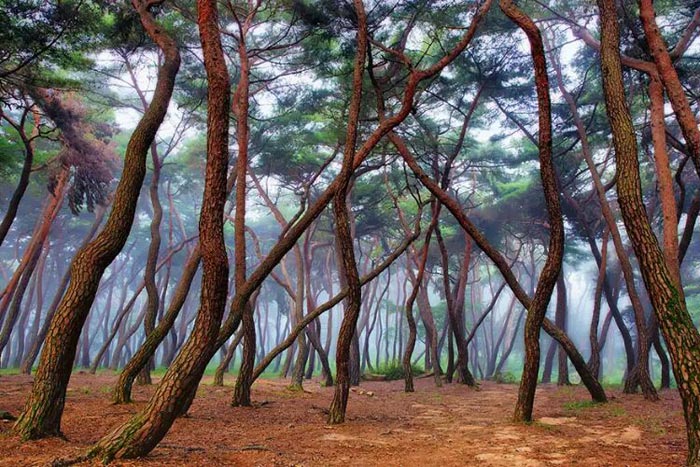 پانزده جنگل مرموز و شگفت انگیز دنیا