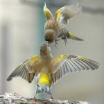 دنیای پرندگان در قالب تصویر