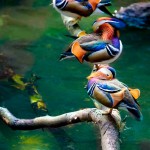 دنیای پرندگان در قالب تصویر