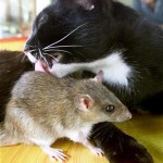 دوستی بین سگ و گربه و موش