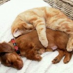 دوستی بین سگ و گربه و موش