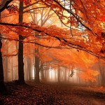 زیبایی های فصل پاییز در جنگل ها