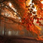 زیبایی های فصل پاییز در جنگل ها