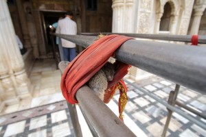 معبد عجیب موش‌ها در هند با ۲۰ هزار موش