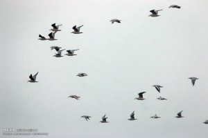 کوچ پرندگان به سواحل بندر ترکمن