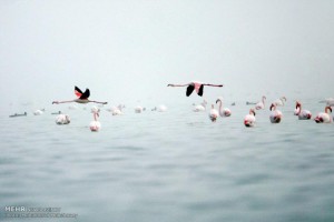 کوچ پرندگان به سواحل بندر ترکمن