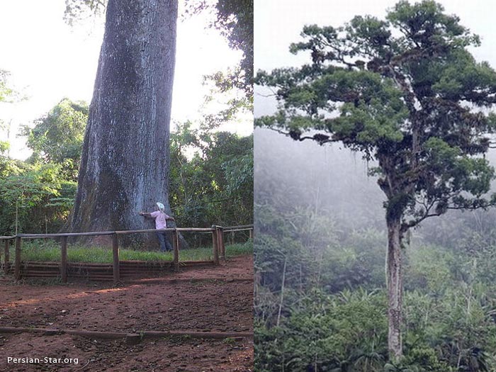 ده درخت ازقدیمی ترین درختهای دنیا