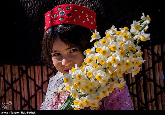 جشن گل نرگس در استان فاس