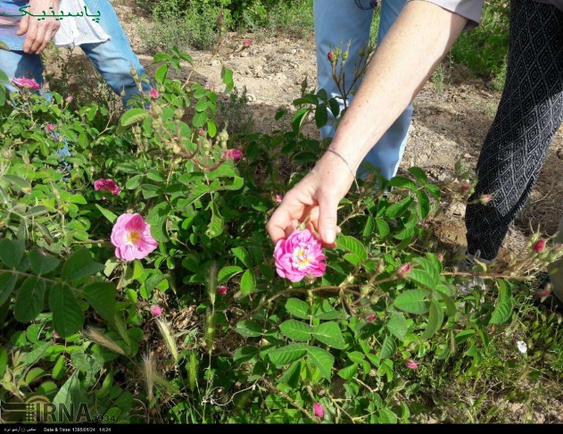 گردشگران بلژیکی از مزارع گل محمدی بازدید کردند.