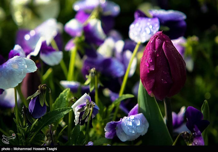 جشنواره گل لاله در پارک ملت مشهد