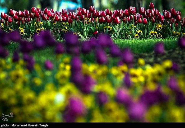 جشنواره گل لاله در پارک ملت مشهد