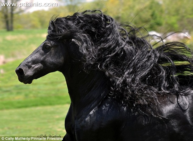 فردریک کبیر، خوش‌تیپ‌ترین اسب جهان