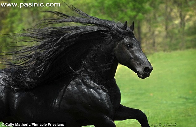 فردریک کبیر، خوش‌تیپ‌ترین اسب جهان