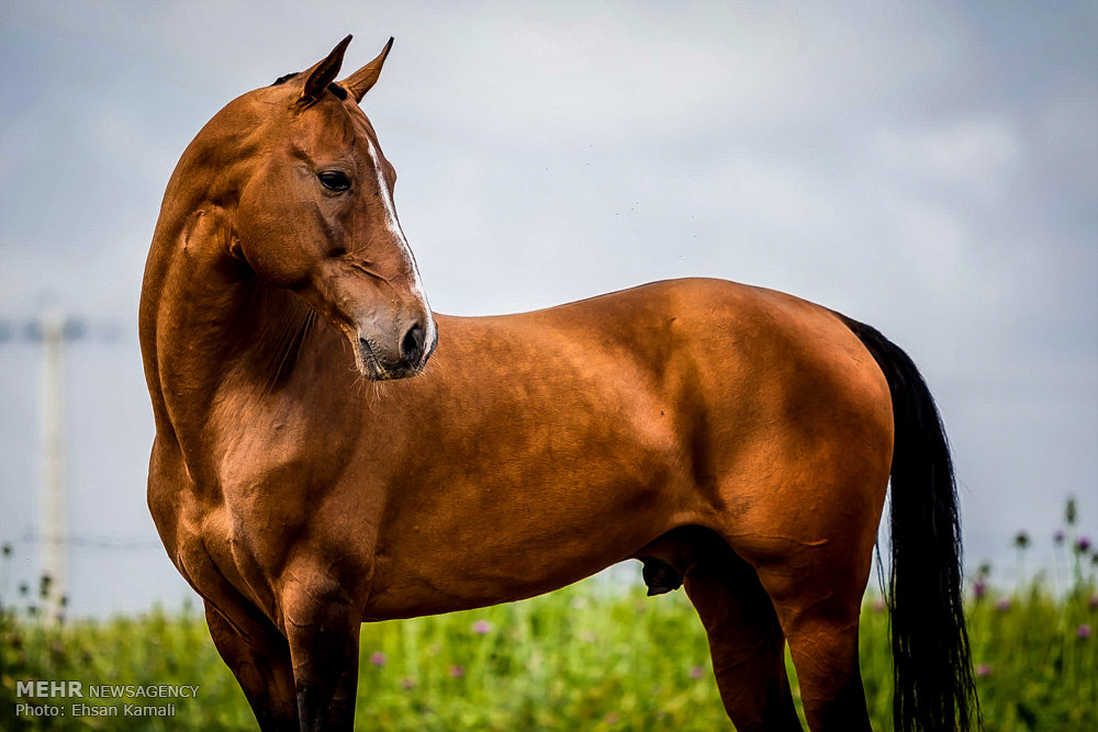عکس اسب های زیبای ترکمن