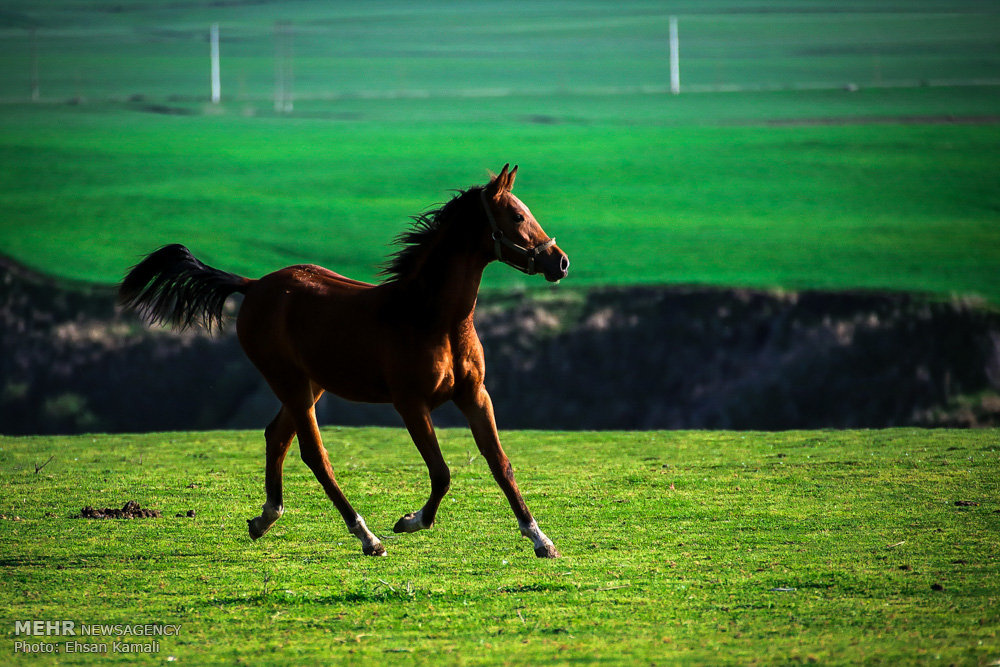 عکس اسب های زیبای ترکمن
