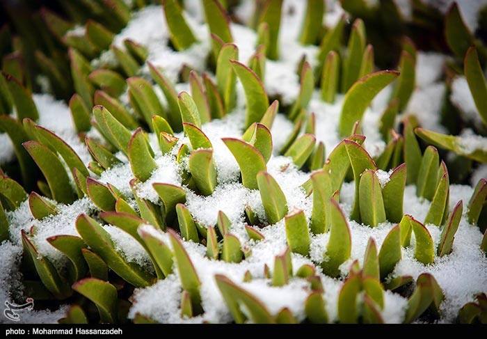 بارش اولین برف پاییزی در تهران