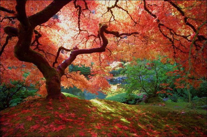 تصاویر زیبا از فصل پاییز