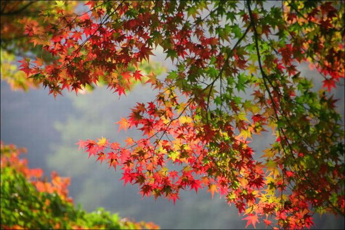 تصاویر زیبا از فصل پاییز