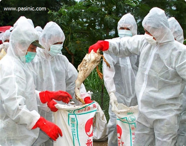 همه چیز درباره شیوع آنفولانزای مرغی در تهران