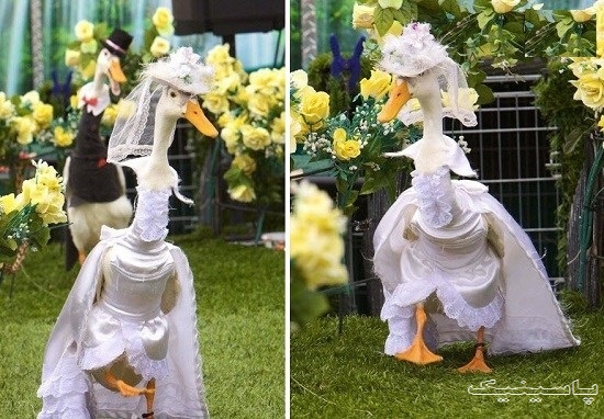 رژه مد اردک ها به مناسبت عید پاک سلطنتی سیدنی