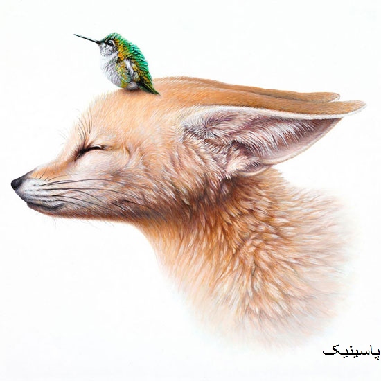 تصویرسازی های زیبا از حیوانات