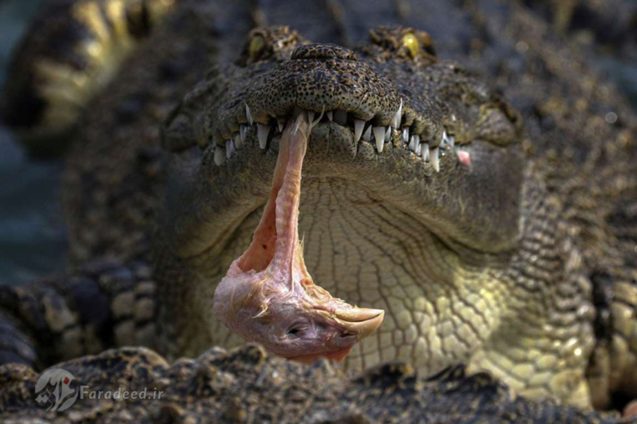 تصاویر جالب و دیدنی از مزرعه تمساح تایلند