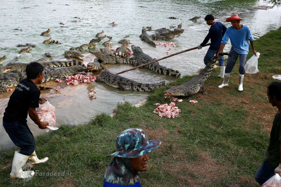 تصاویر جالب و دیدنی از مزرعه تمساح تایلند