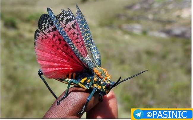 تصاویر زیباترین حشرات دنیا