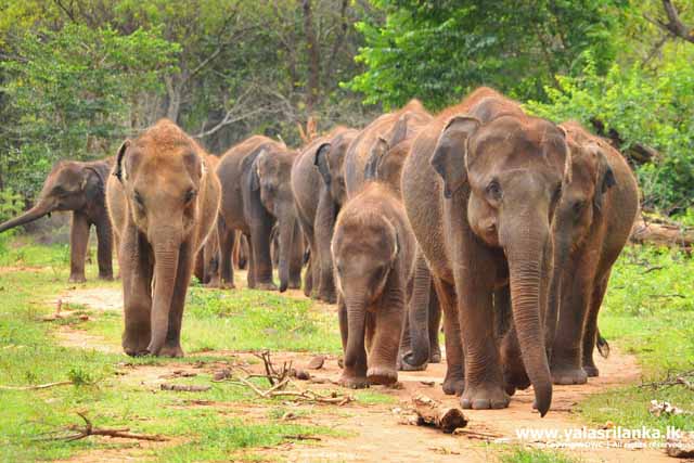 پارک ملی یالا سریلانکا بهترین مکان برای تماشای حیات وحش
