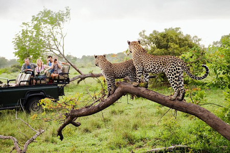 پارک ملی یالا سریلانکا بهترین مکان برای تماشای حیات وحش