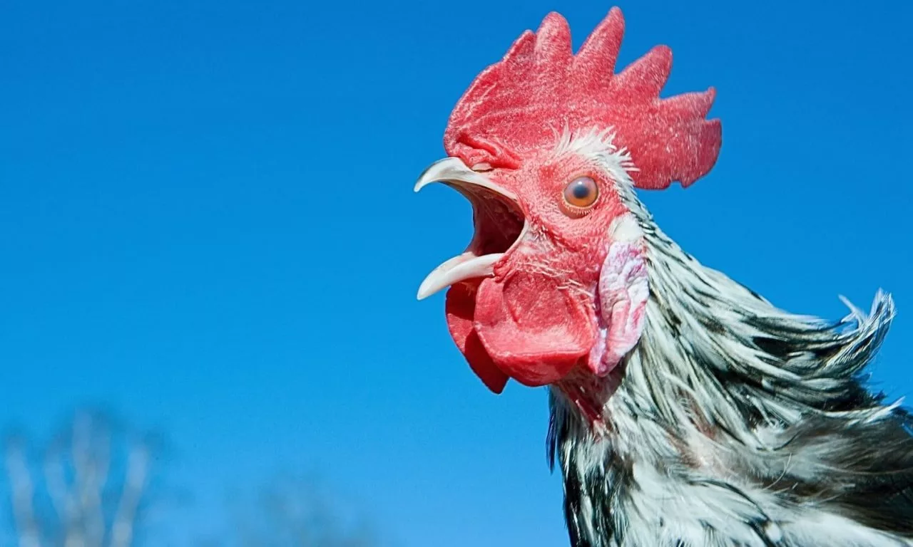 دانشمندان ژاپنی هوش مصنوعی جدیدی برای ترجمه صدای مرغ‌ها توسعه دادند!