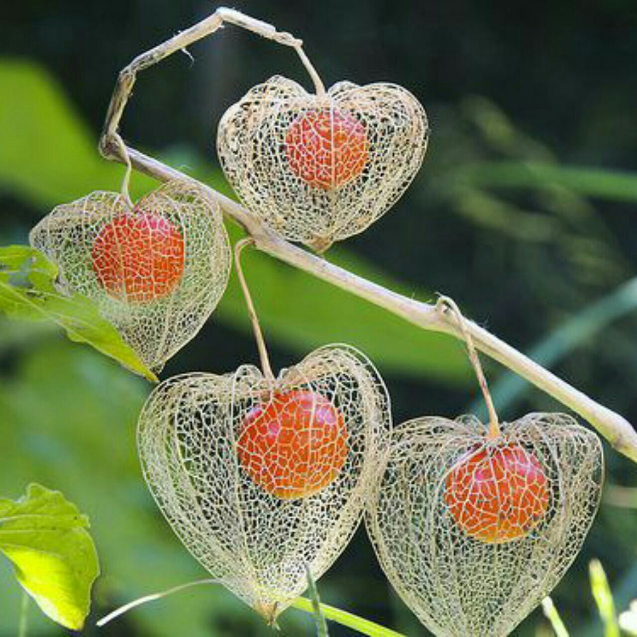 این گیاه که فانوس چینی نام دارد، به عنوان نماد زندگی پس از مرگ معروف است. این گیاه در زمستان شکوفه می دهد و در بهار خشک می شود و فقط میوه اش داخل گلبرگ خشک باقی می ماند.