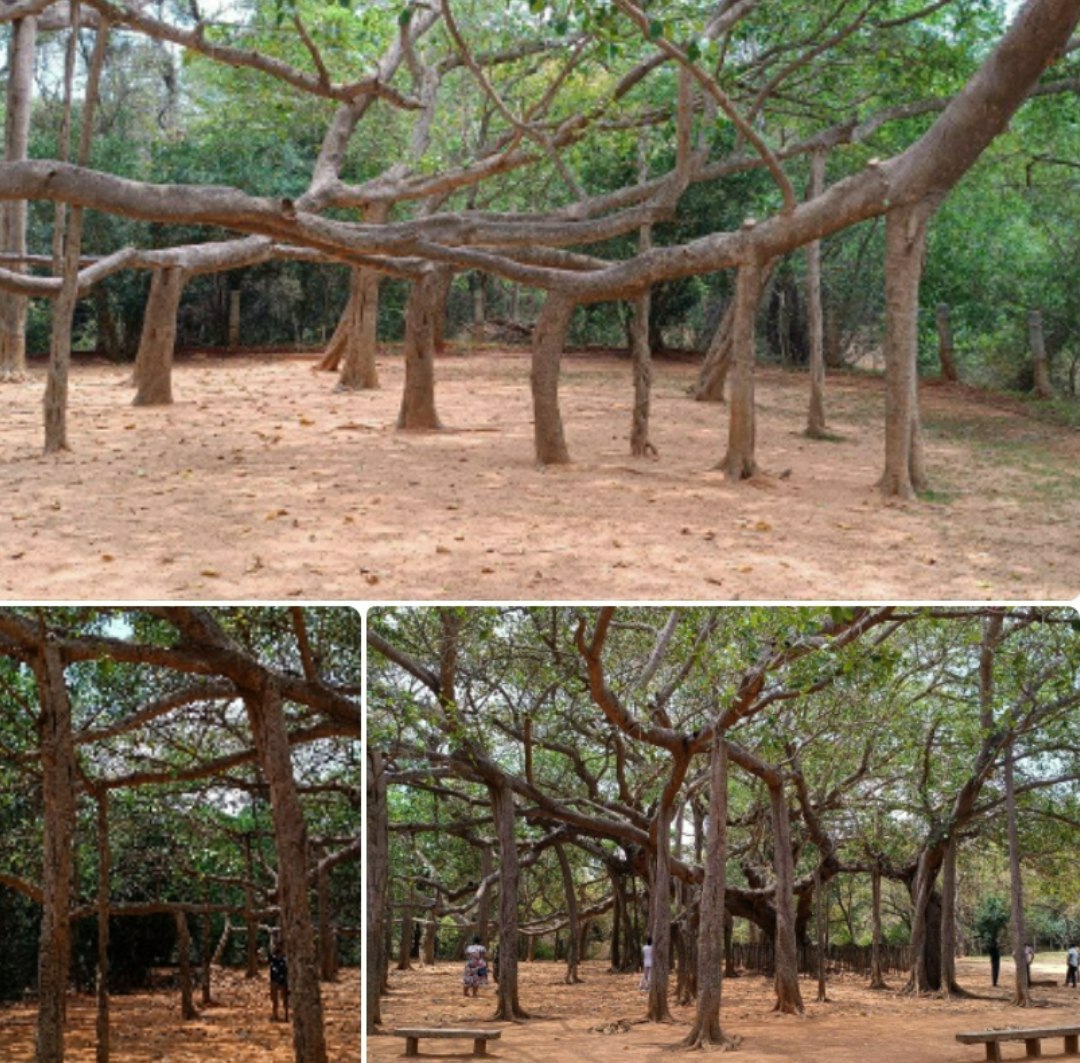 به این تصاویر نگاه کنید. چند درخت داخلش می‌بینید؟