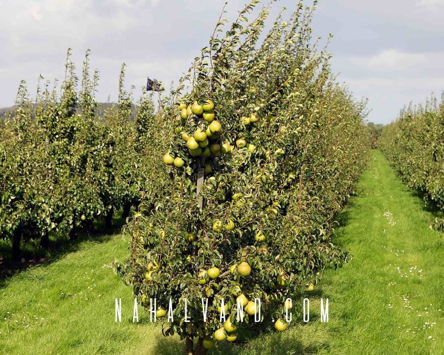 رشد محصولات مرغوب فقط با خرید نهال پیوندی