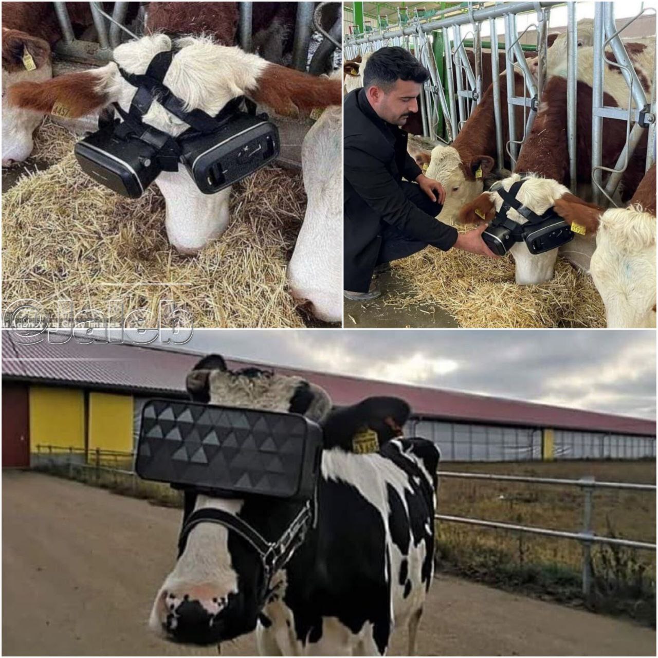 گاوها عینک واقعیت مجازی زدند!