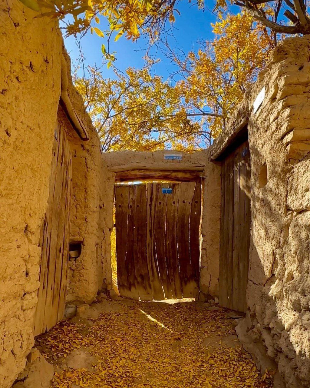 بوسه باران شدن زمین با برگ های زرد پاییزی درکوچه باغ های کاهگلی تفت