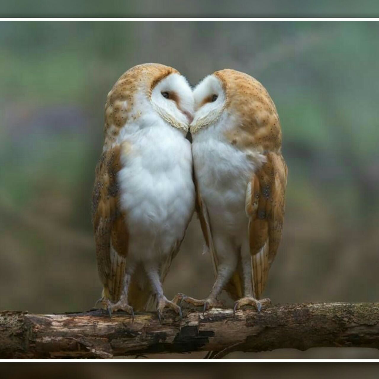 اين گونه از جغد به "جغد انبار"معروف است. آنها به عاشق ترين پرندگان معروف هستند و اگر جفت آنها بميرد به افسردگي بسيار عميق مبتلا شده و گاهي از غصه ميميرند. ‌‌‌