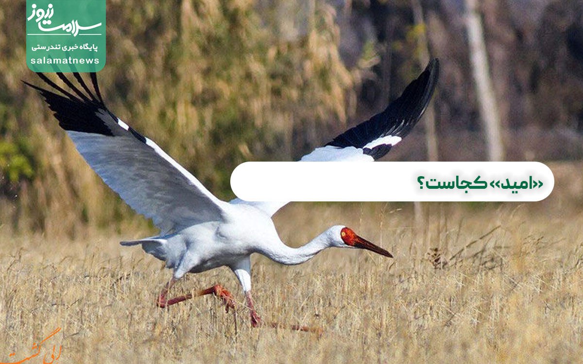 «امید» کجاست؟ «امید» کجاست؟