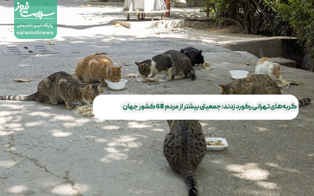 گربههای تهرانی رکورد زدند: جمعیتی بیشتر از مردم ۶۸ کشور جهان گربههای تهرانی رکورد زدند: جمعیتی بیشتر از مردم ۶۸ کشور جهان