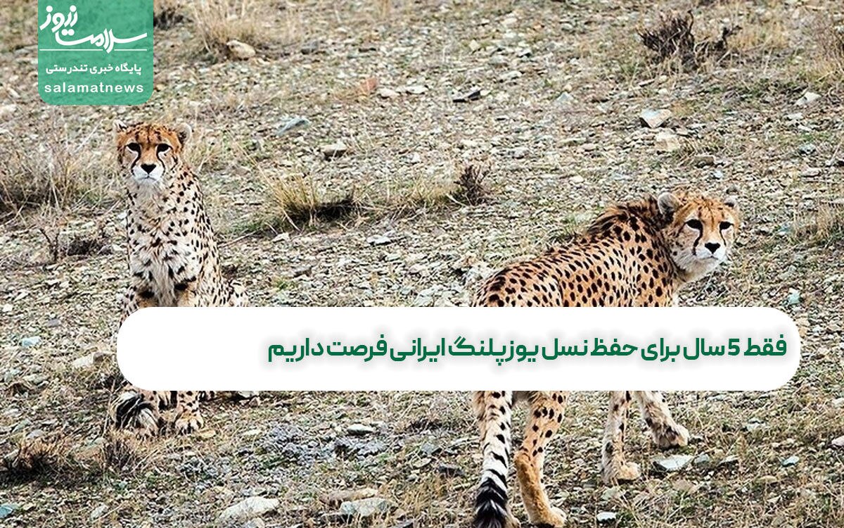 فقط ۵ سال برای حفظ نسل یوزپلنگ ایرانی فرصت داریم