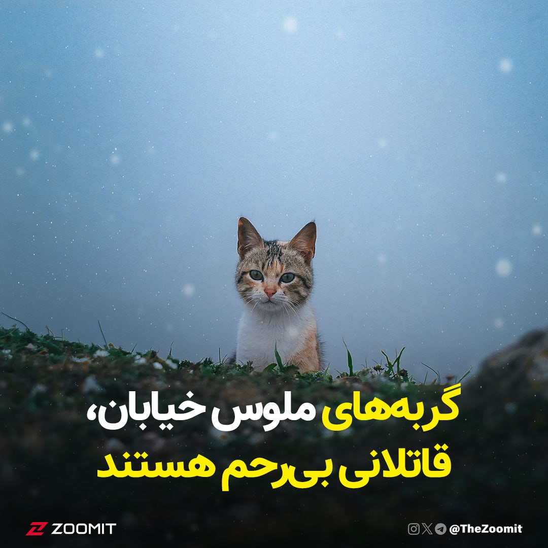 گربه‌های ملوس خیابان، قاتلانی بی‌رحم هستند