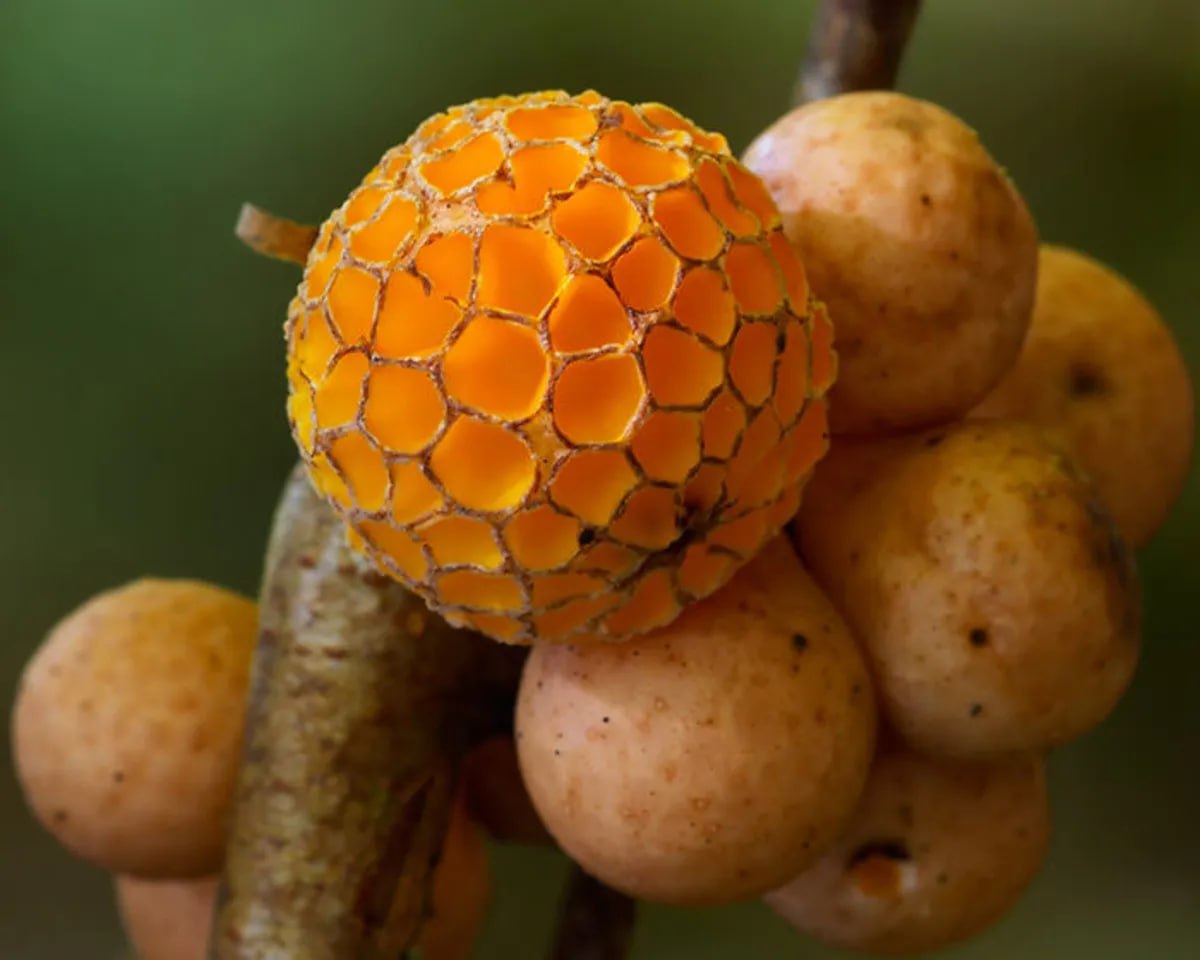 دنیای شگفت‌انگیز قارچ‌‌های استرالیایی