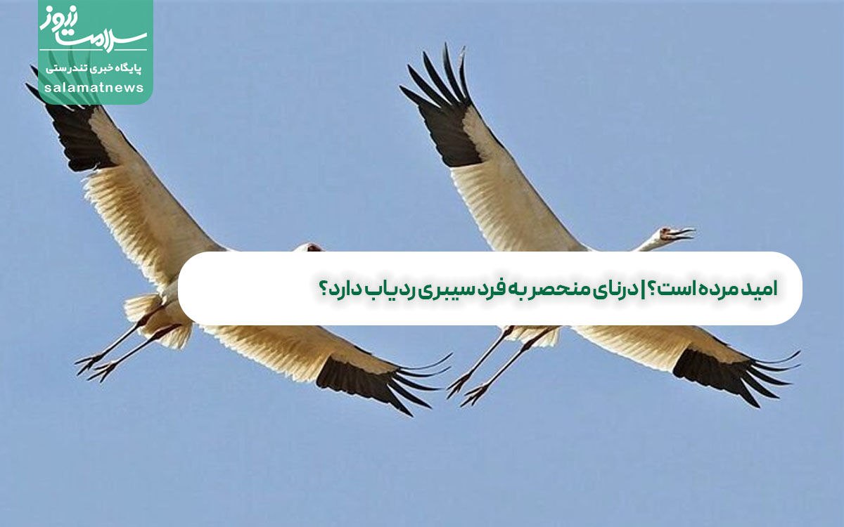 امید مرده است؟ | درنای منحصر به فرد سیبری ردیاب دارد؟