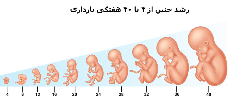 علایم صددرصدی بارداری در هفته اول